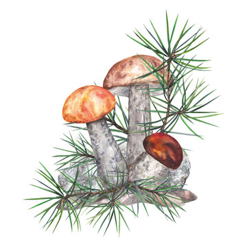 Autumn composition forest boletus mushrooms with spruce twigs. Watercolor illustration isolated on transparent background