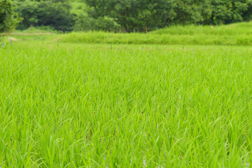 Rice seedlings planted in paddy field, taken in summer