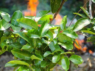 Spanish Cherry flowers and fruits, Bullet Wood (Mimusops elengi)