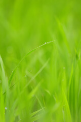 Zoom in on rice planted in the rice paddies, summer