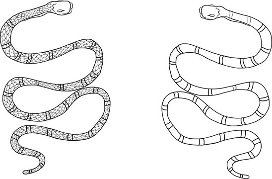 snake tattoo style vector illustration.Lampropeltis triangulum vector.Sticker and hand drawn snake for tattoo.snake Reptile illustration.