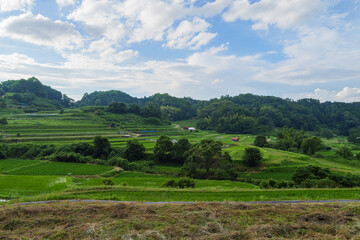 Scenery of terraced rice fields in a farming village, summer