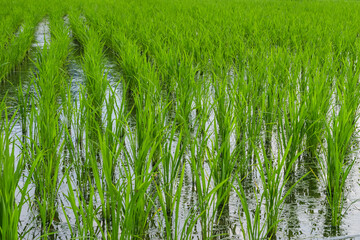 Rice seedlings planted in paddy field, taken in summer