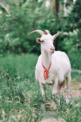 Naklejka na ściany i meble close up white goat standing in farm, cute animal wallpaper background concept