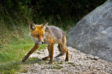 red fox in the wild