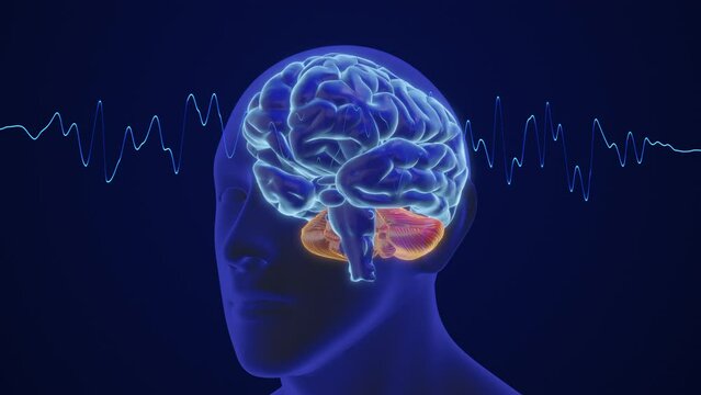 3D animation of the human brain intelligence and thinking with waves