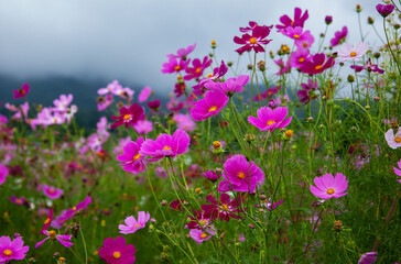 黒姫高原　コスモス（長野県）｜黒姫山の麓に咲く色鮮やかなコスモスは日本一と言われています

