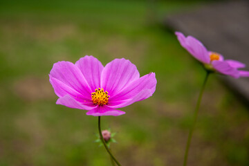黒姫高原　コスモス（長野県）｜黒姫山の麓に咲く色鮮やかなコスモスは日本一と言われています

