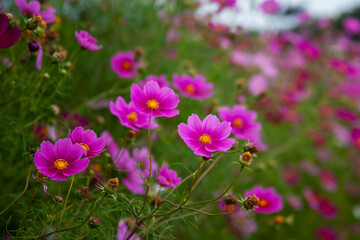 Obraz na płótnie Canvas 黒姫高原　コスモス（長野県）｜黒姫山の麓に咲く色鮮やかなコスモスは日本一と言われています 