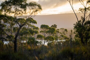 beautiful gum Trees and shrubs in the Australian bush forest. Gumtrees and native plants growing in Australia