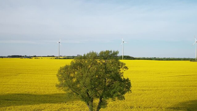 Aerial Flying Over Country Road and Leafy Tree Revealing Yellow Rapeseed Field in Bloom and Group Of Wind Turbines Generating Clean Green Energy - Copy Space 