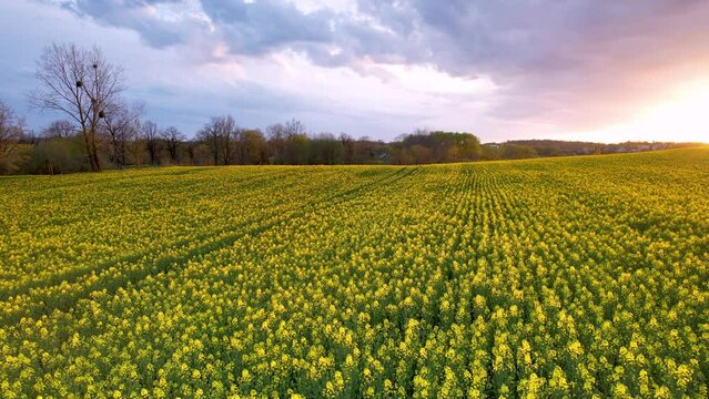 Dramatic Sunset Sky and Yellow Blooming Canola Agricultural Field in Spring - Aerial side dolly  copy space