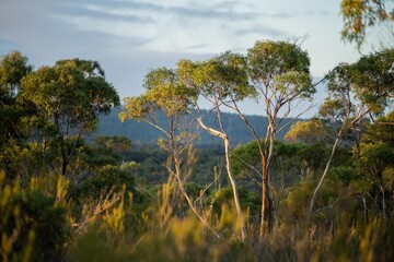 beautiful gum Trees and shrubs in the Australian bush forest. Gumtrees and native plants growing in Australia © Phoebe