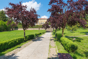 Public park with Prunus cerasifera Nigra trees with dark purple leaves, known by the common names cherry plum and myrobalan plum. Tradate city, Italy. Park of Villa Centenari 