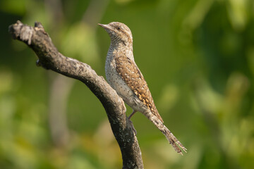 Eurasian wryneck, northern wryneck - Jynx torquilla perched at green background. Photo from Ognyanovo in Dobruja, Bulgaria.