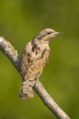 Eurasian wryneck, northern wryneck - Jynx torquilla perched at green background. Photo from Ognyanovo in Dobruja, Bulgaria. Verticale.