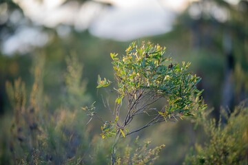 beautiful gum Trees and shrubs in the Australian bush forest. Gumtrees and native plants growing in Australia