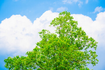 青空に映える木