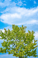 青空に映える木