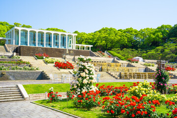 美しいバラ園