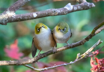 Silver-eye bird pair cuddling on branch