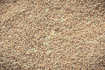 Rye or wheat grain after harvest time