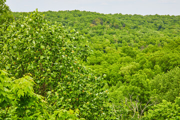 Fototapeta na wymiar Tree top view of hill under white overcast sky at Kentucky Shepherdsville park