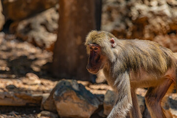 Obraz premium close up of a baboon