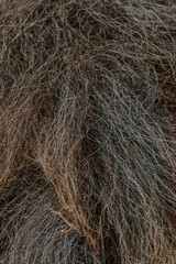 brown fur of the animal