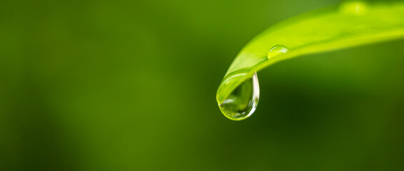 dew drop on fresh green leaf, spring background, greenery and  environment ecology , relaxation concept.