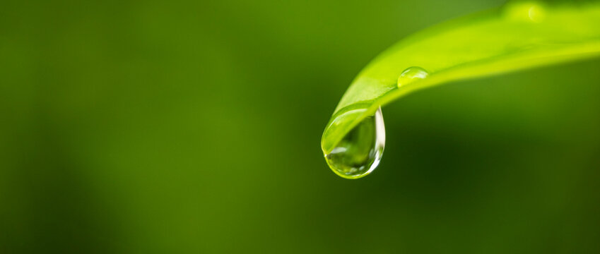 dew drop on fresh green leaf, spring background, greenery and  environment ecology , relaxation concept.
