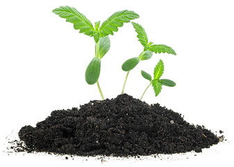 Group of hemp sprouts growing from soil pile, white background. Cannabis. Marijuana.