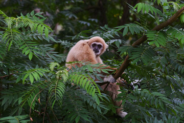 Gibbon is a species on a large tree.