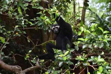 Gibbon is a species on a large tree.