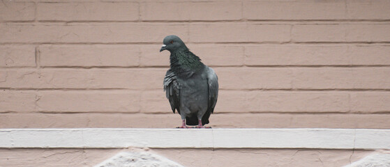 Pigeon sitting on a ledge - Powered by Adobe