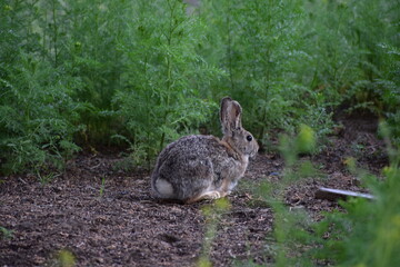 Wild Rabbit