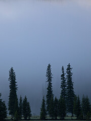 Forest in the morning mist