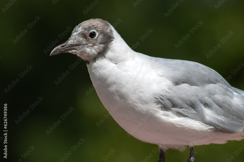 Poster a close up of a black headed gull showing part of its body and head. taken against a natural darker 