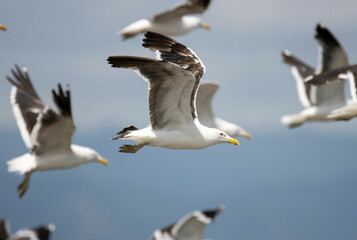 seagull in flight
