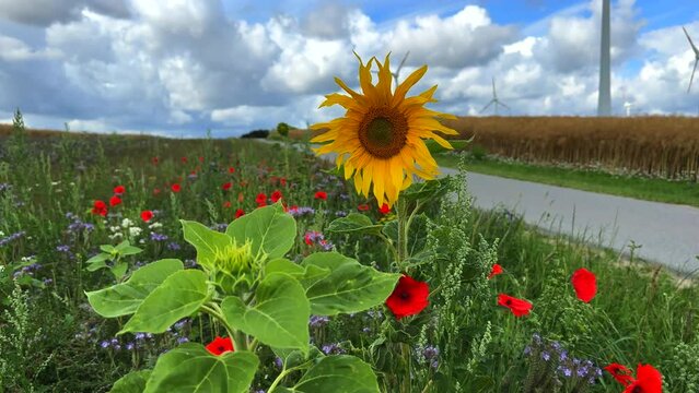 next to a road there is a flowering strip with sunflowers, poppies and cornflowers for the insects in slow motion
