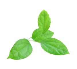 Bamboo grass, medicinal plant on a white ground, Tiliacora or triandra (Nang blade of grass transparent png