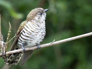 Shining cuckoo perching