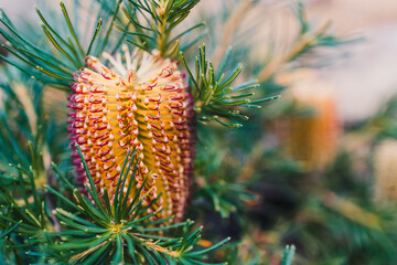 native Australian Banksia spinulosa Birthday Candle plant with yellow and re flowers