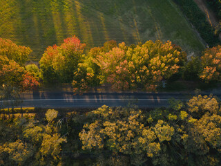 An aerial view of trees beside a country road during the golden hour