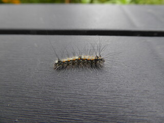 caterpillar on a leaf