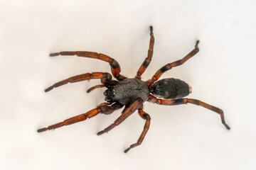 Close up of Australian venomous White-tailed Spider