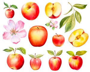 Red apples watercolor set with leaves and flower isolated on white background. PNG transparent background. AI Generative.