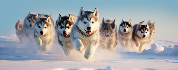 Husky dogs puppies running through the snow in winter path. - obrazy, fototapety, plakaty