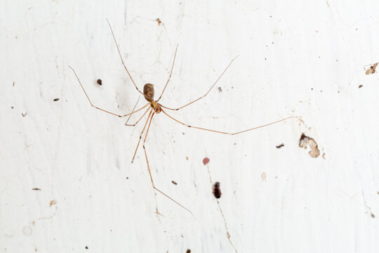 Pholcus phalangioides. Long-legged spider inside a house.