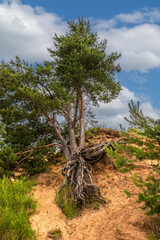 A pine tree grows on the edge of a cliff.